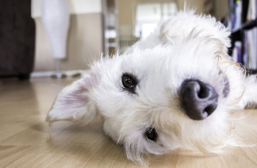 Kleiner weißer Hund