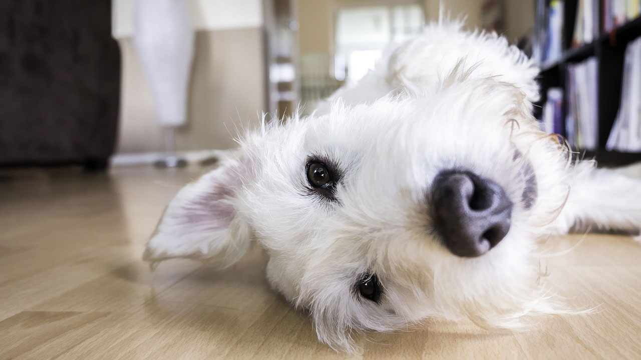 Kleiner weißer Hund