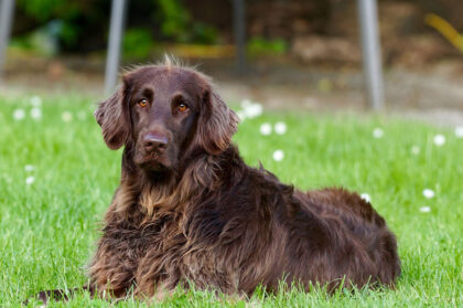 Dog with a healthy coat 