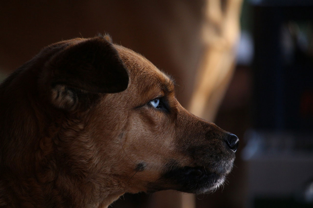 Hund mit blauen Augen