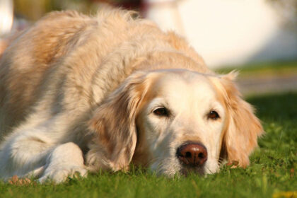 Hund mit kranken Gelenken