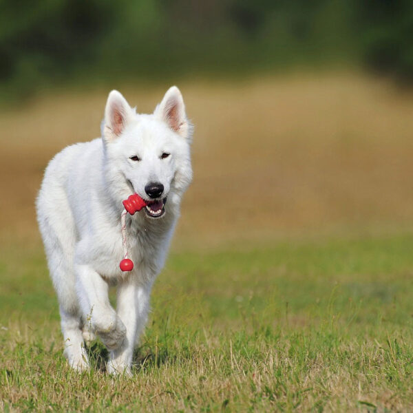 Weißer Schäferhund
