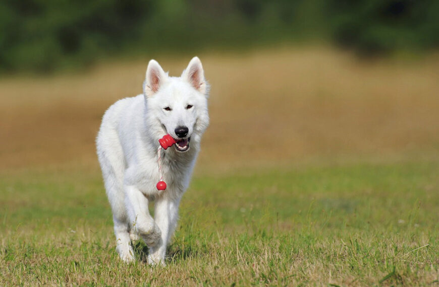 Weißer Schäferhund