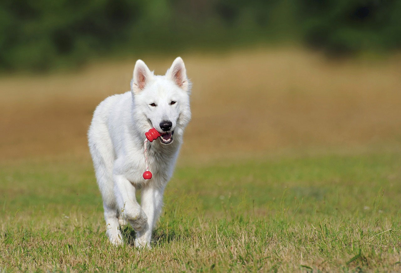 Weißer Schäferhund