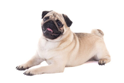 Pug