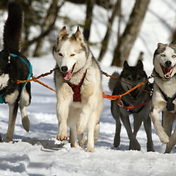 Zughundesport Husky