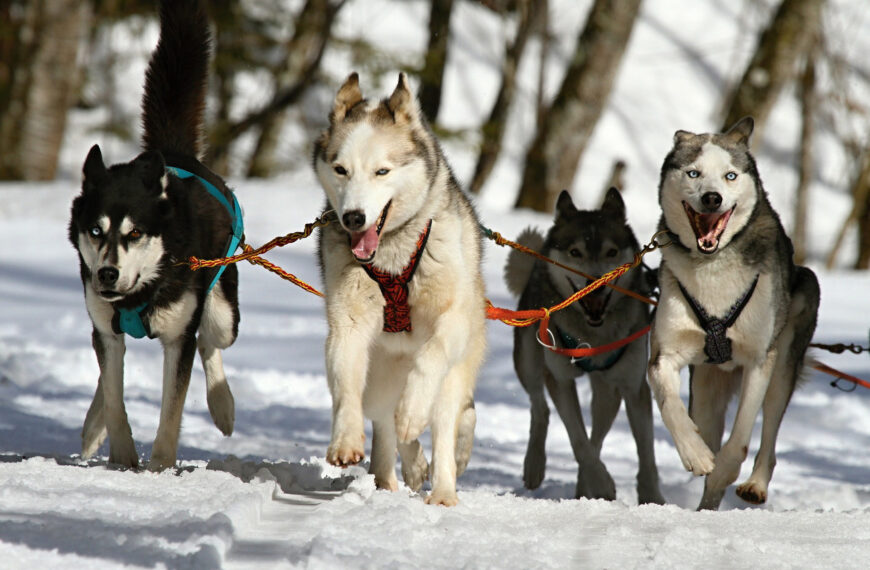 Zughundesport Husky