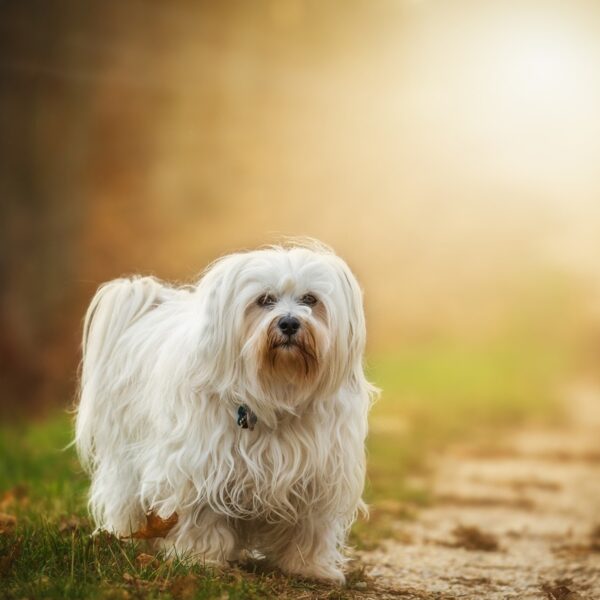 Hund