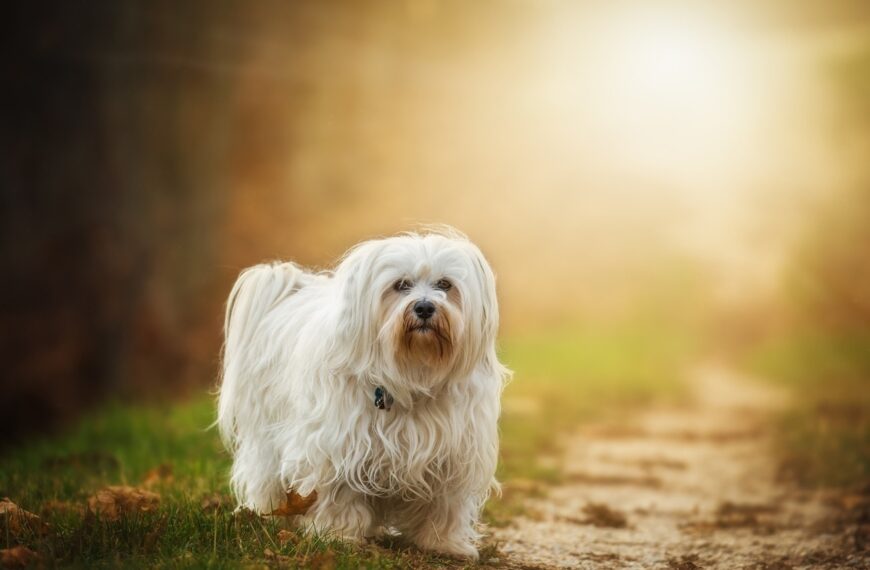 Hund