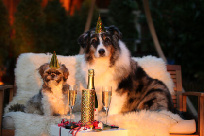 Hunde an Silvester