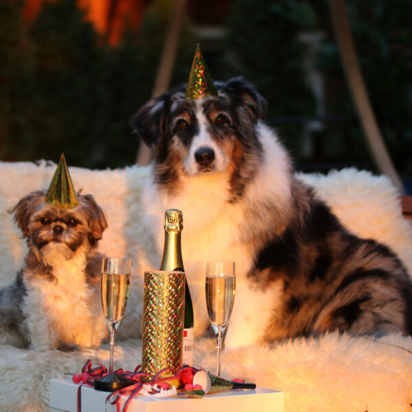 Hunde an Silvester