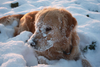 Hund im Schnee