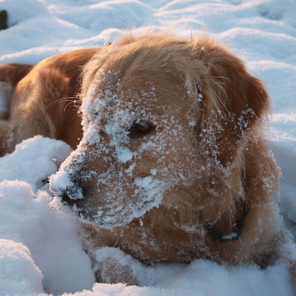 Hund im Schnee