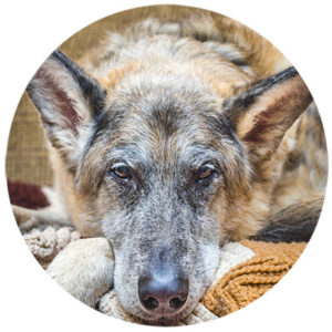 alter hund mit demenz
