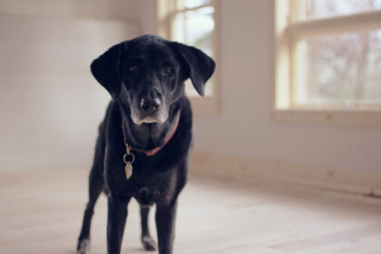 Hundesenioren leiden oft unter Lähmungen