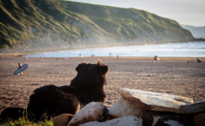 Hund Strand Urlaub