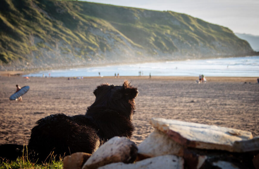 Hund Strand Urlaub