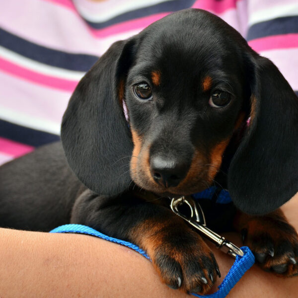 How does the dog learn to stay alone?