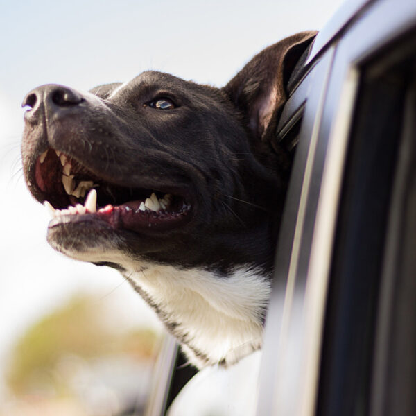 hunde-transport