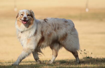 a smiling dog