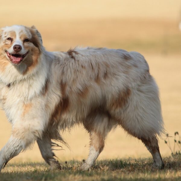 ein laechelnder Hund