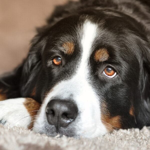 Hundfell