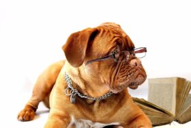 hund-brille