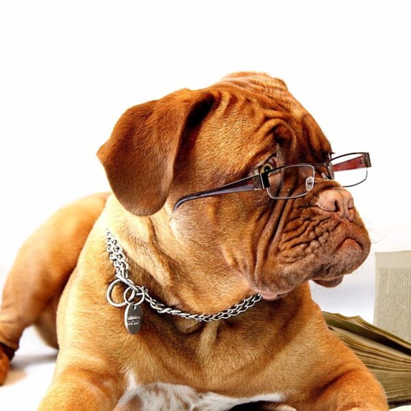 hund-brille