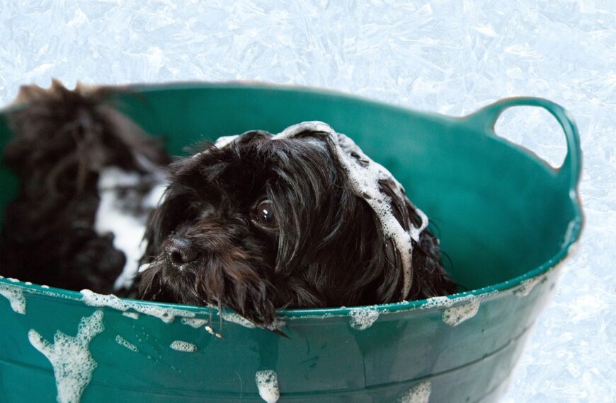 hund-waschen