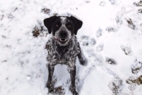 hund-schnee