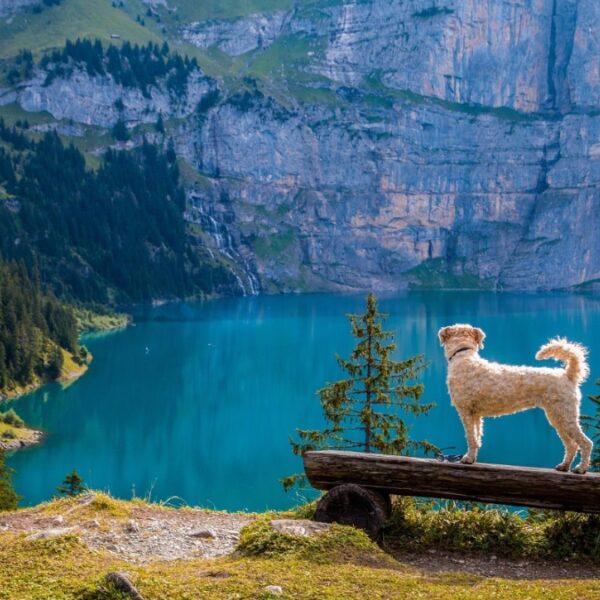Hund-wandern