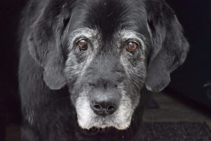 Hunde-Senior