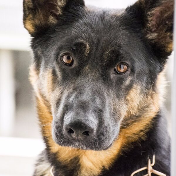 Schäferhund
