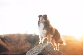 border-collie