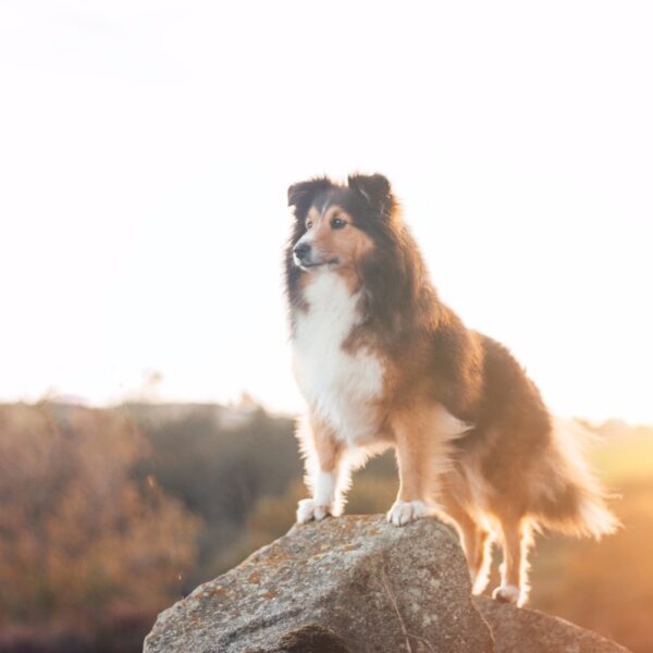 border-collie