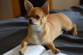 chihuahua-lesen