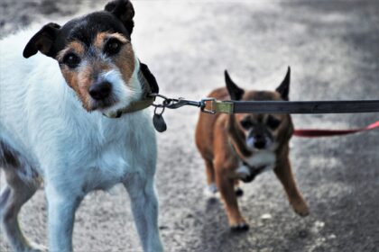 Dog pulls on leash