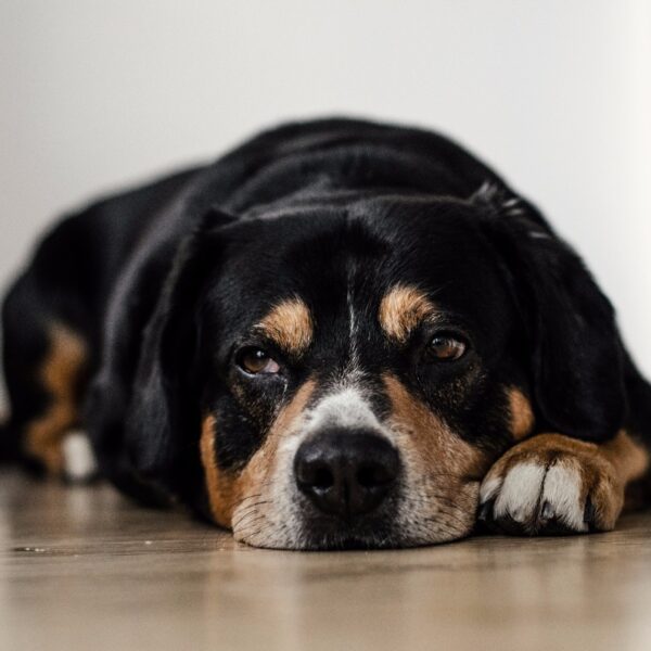 Hund Bandscheibenvorfall