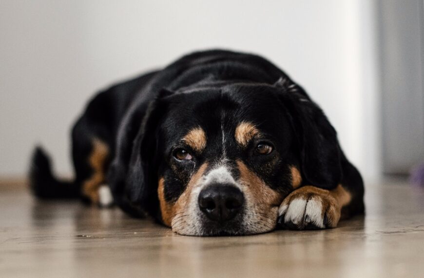 Hund Bandscheibenvorfall