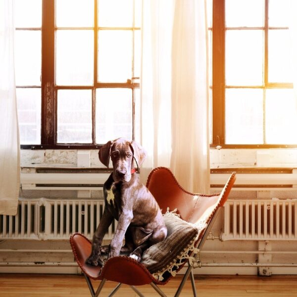 hund-erziehung