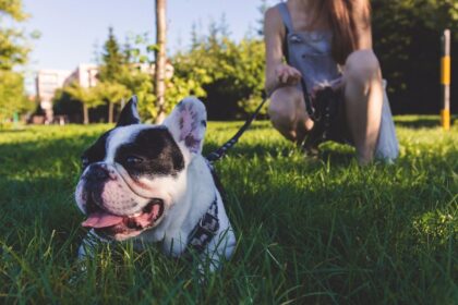 hund an der leine