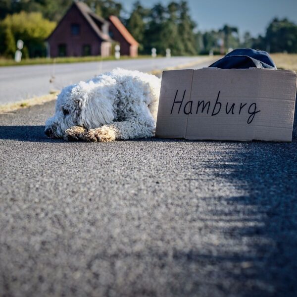 hund-streuner