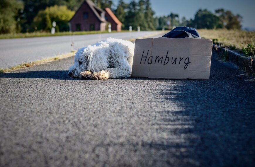 hund-streuner