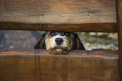 hund-gartenzaun