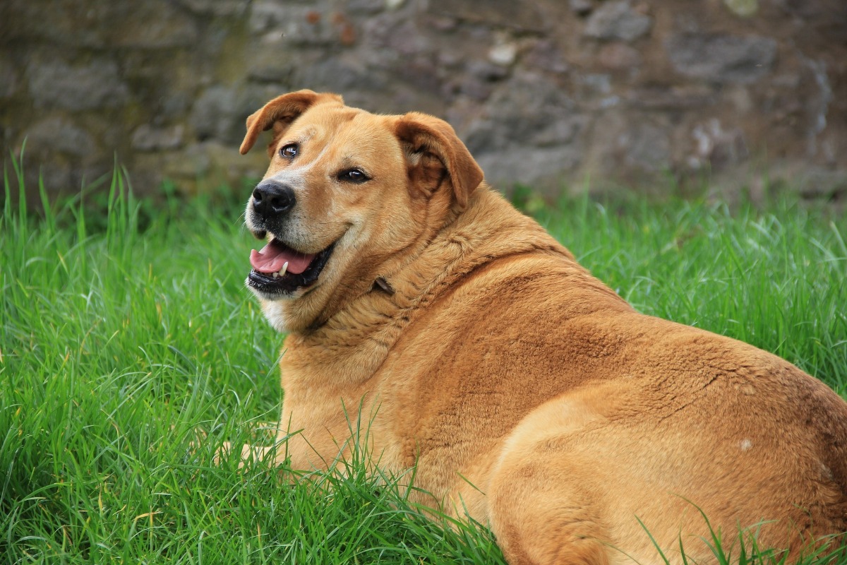 Übergewicht-Hund