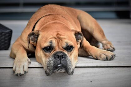 Lähmungen beim Hund