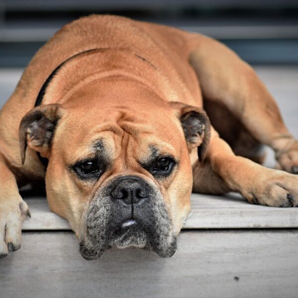 Salmonella – Danger for the dog?