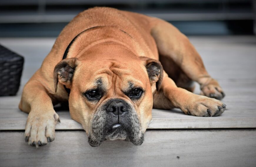 Hund
