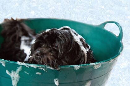 Dog-bathing