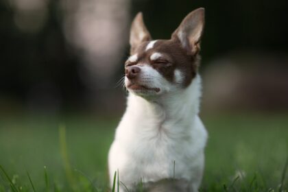 Zittern beim Chihuahua